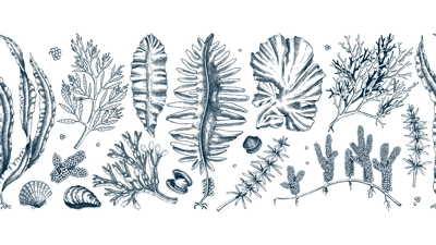 Edible seaweed seamless pattern. Hand-drawn sea vegetables - kelp, kombu, wakame, hijiki drawings. Underwater algae ribbon in sketch style. Asian cuisine menu or healthy food design